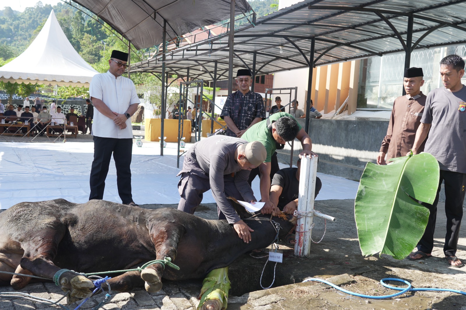 17 Sapi dan 33 Kambing Disembelih, Polda Sulbar Bagikan Daging Qurban untuk Personel dan Masyarakat